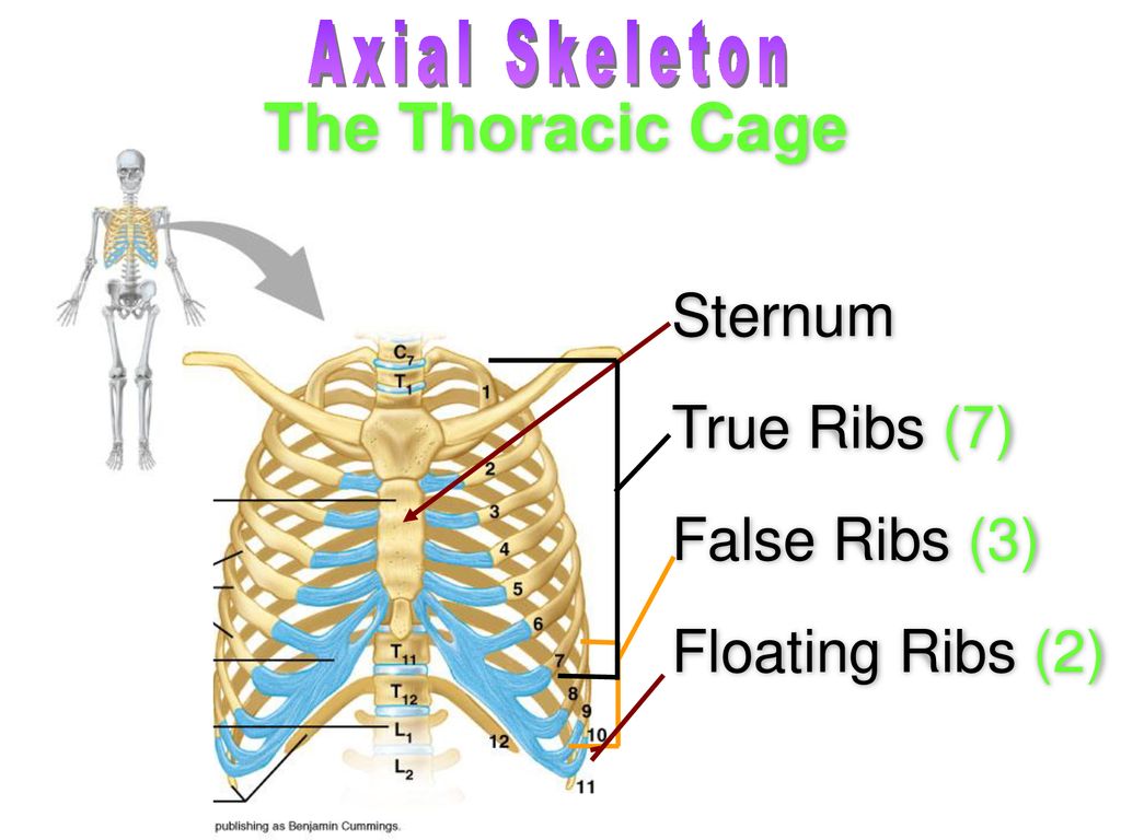 Axial & Appendicular Skeletal System Ch 7 & ppt download