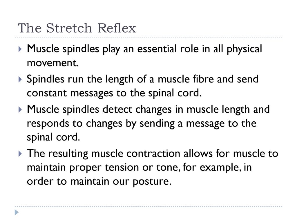 The Stretch Reflex Muscle spindles play an essential role in all physical movement.