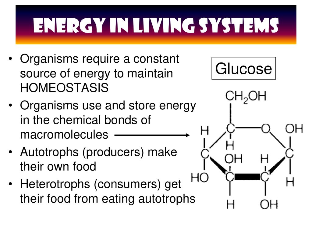 Photosynthesis & Cellular Respiration - Ppt Download