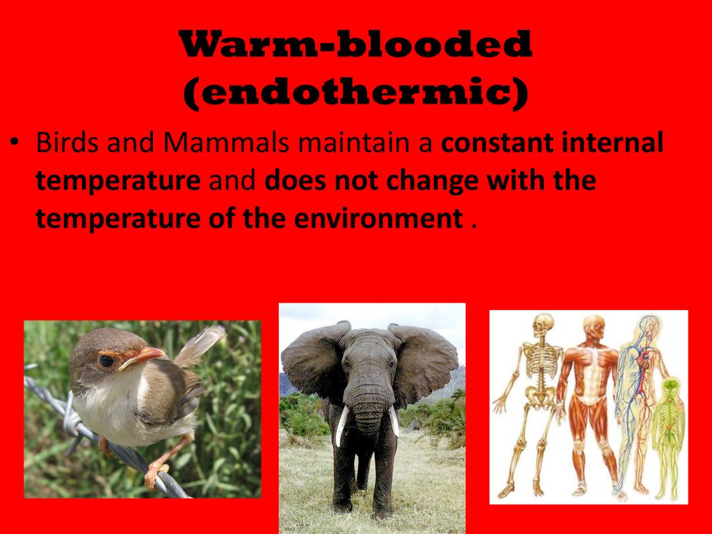 Warm-Blooded and Cold-Blooded Animals - ppt download
