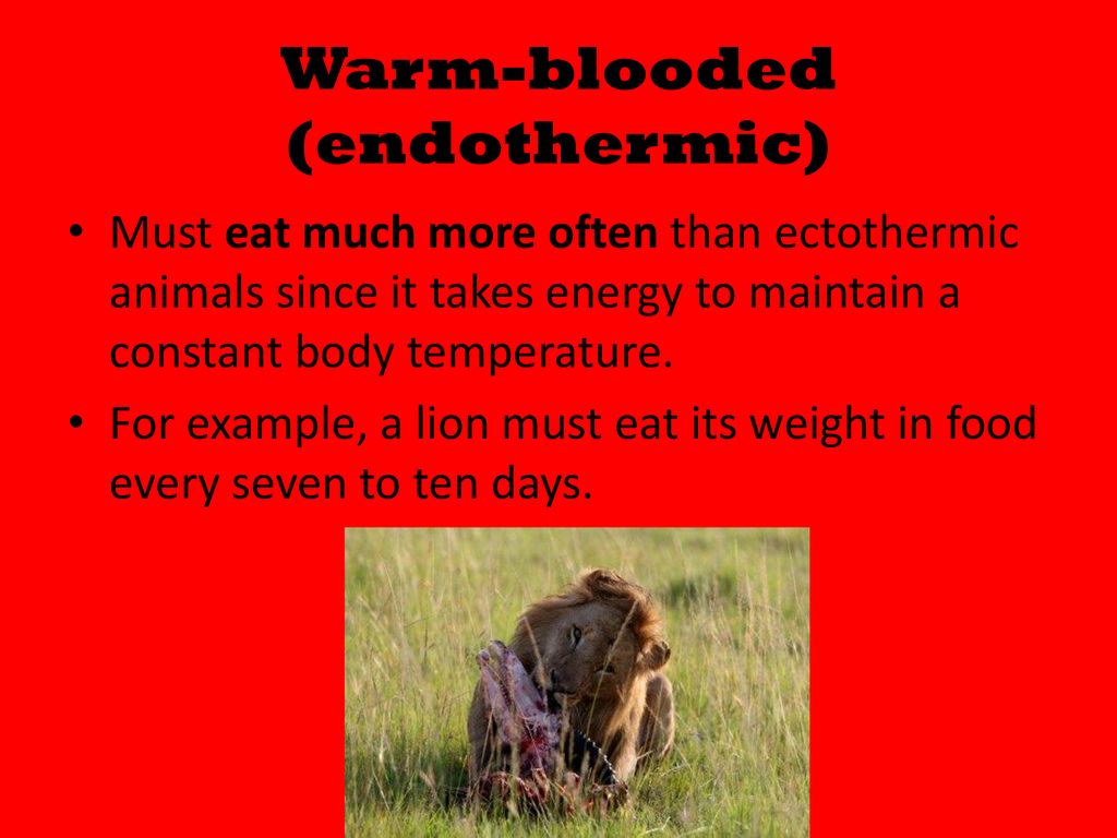 Warm-Blooded and Cold-Blooded Animals - ppt download