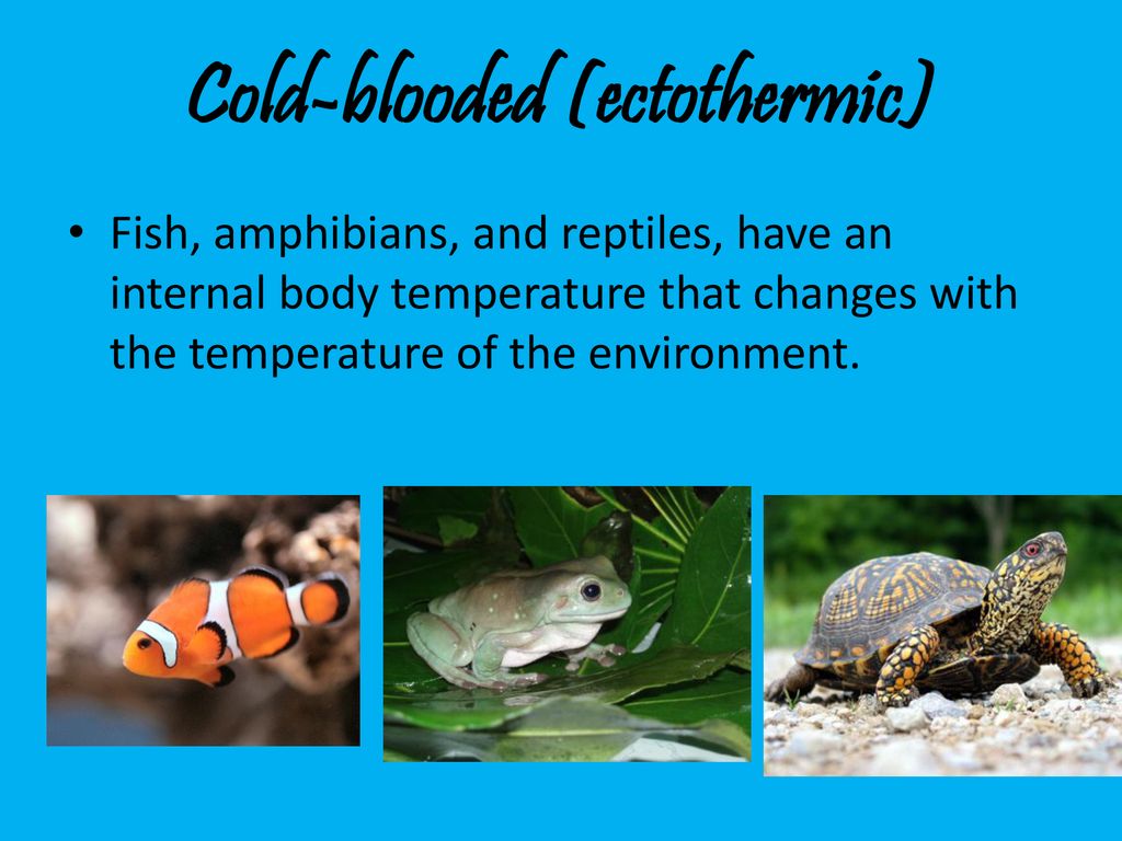 Warm-Blooded and Cold-Blooded Animals - ppt download
