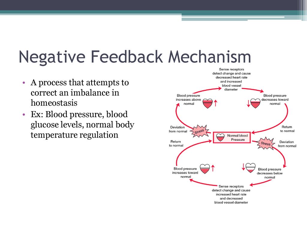 blood pressure is controlled by a feedback mechanism