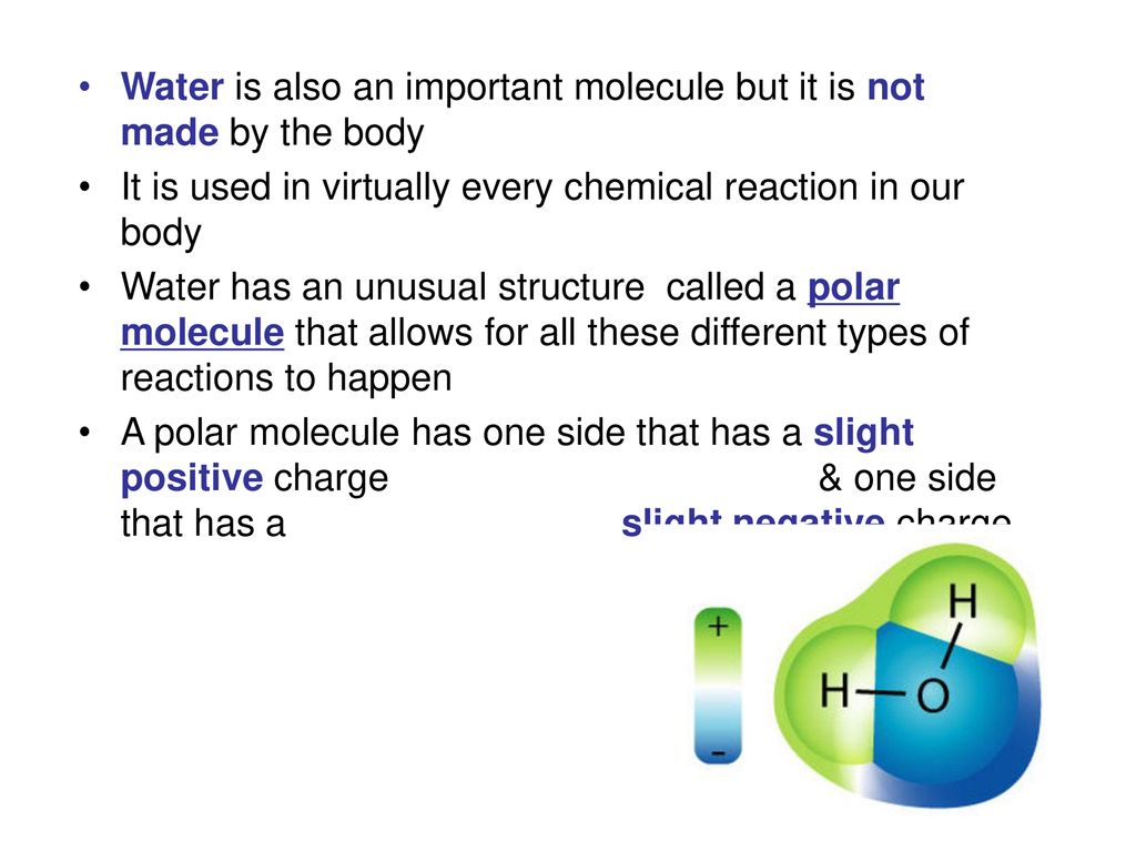 Water is also an important molecule but it is not made by the body