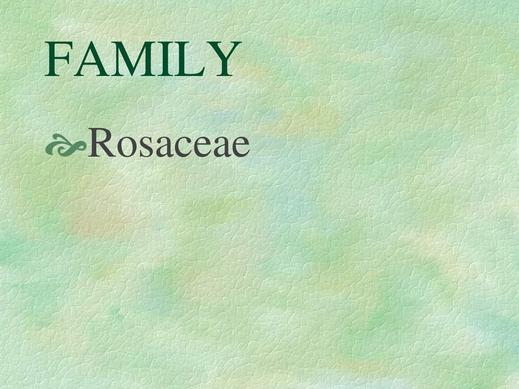 FAMILY Rosaceae