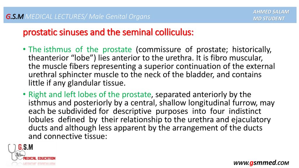 Male Genital Organs Anatomy Ahmed Salam Lectures Medical Student “TSU ...