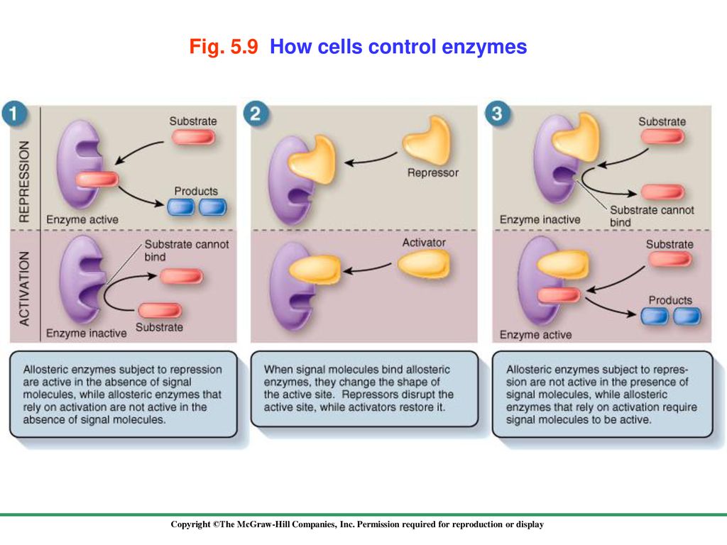 Fig. 5.9 How cells control enzymes