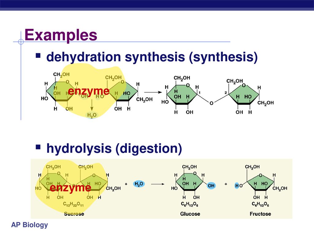 Synthesis. Dehydration Synthesis. Hydrolysis of sucrose. Enzyme Synthesis. Enzyme co-Enzyme.