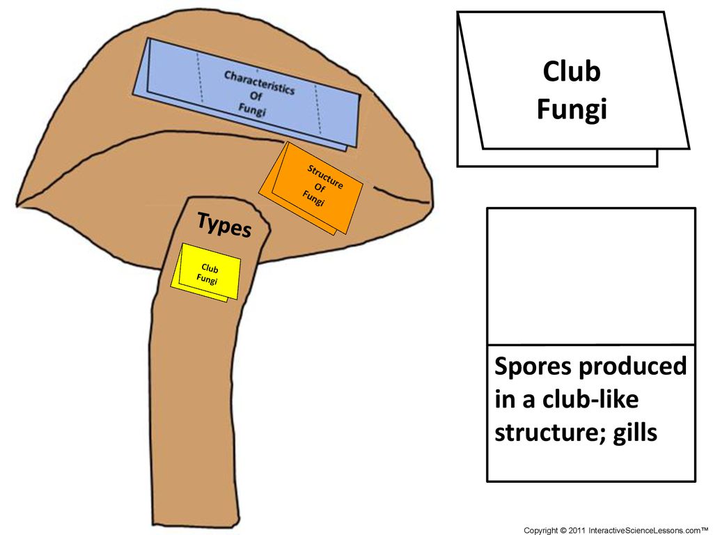 Club Fungi Types Spores produced in a club-like structure; gills