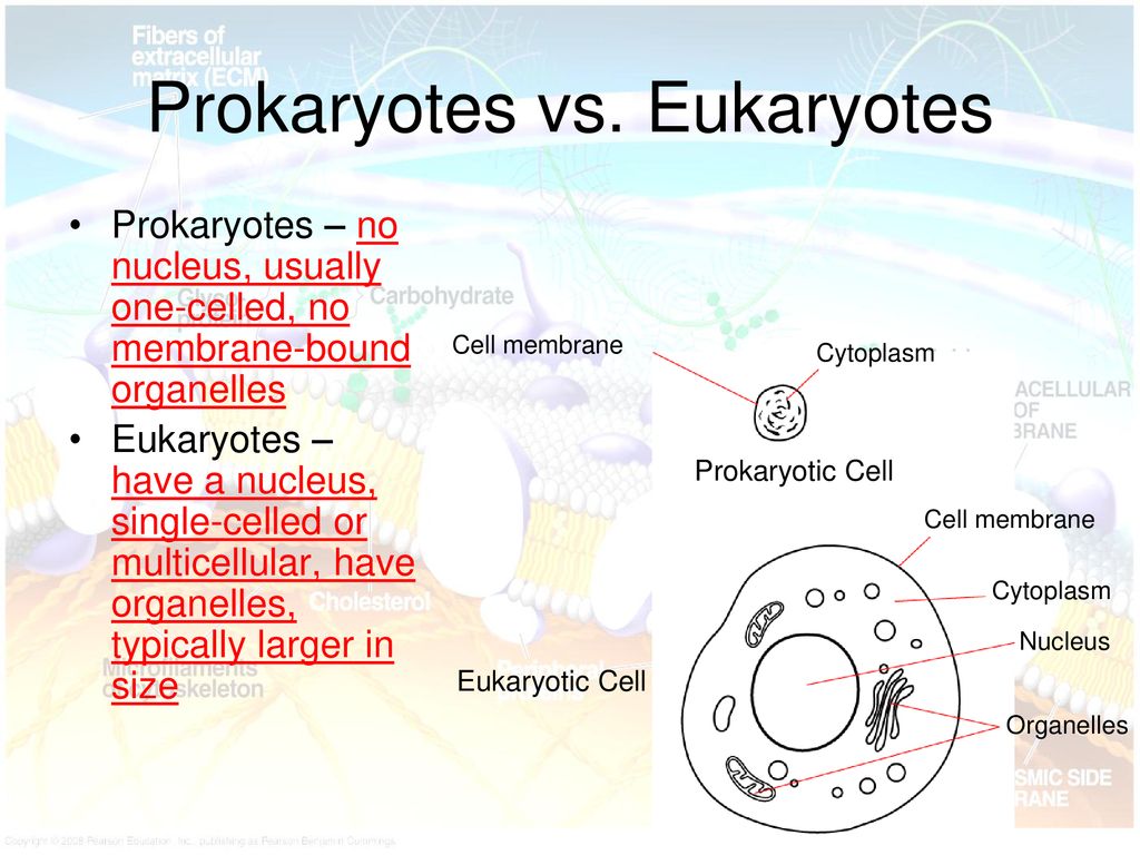 Structure and Function - ppt download