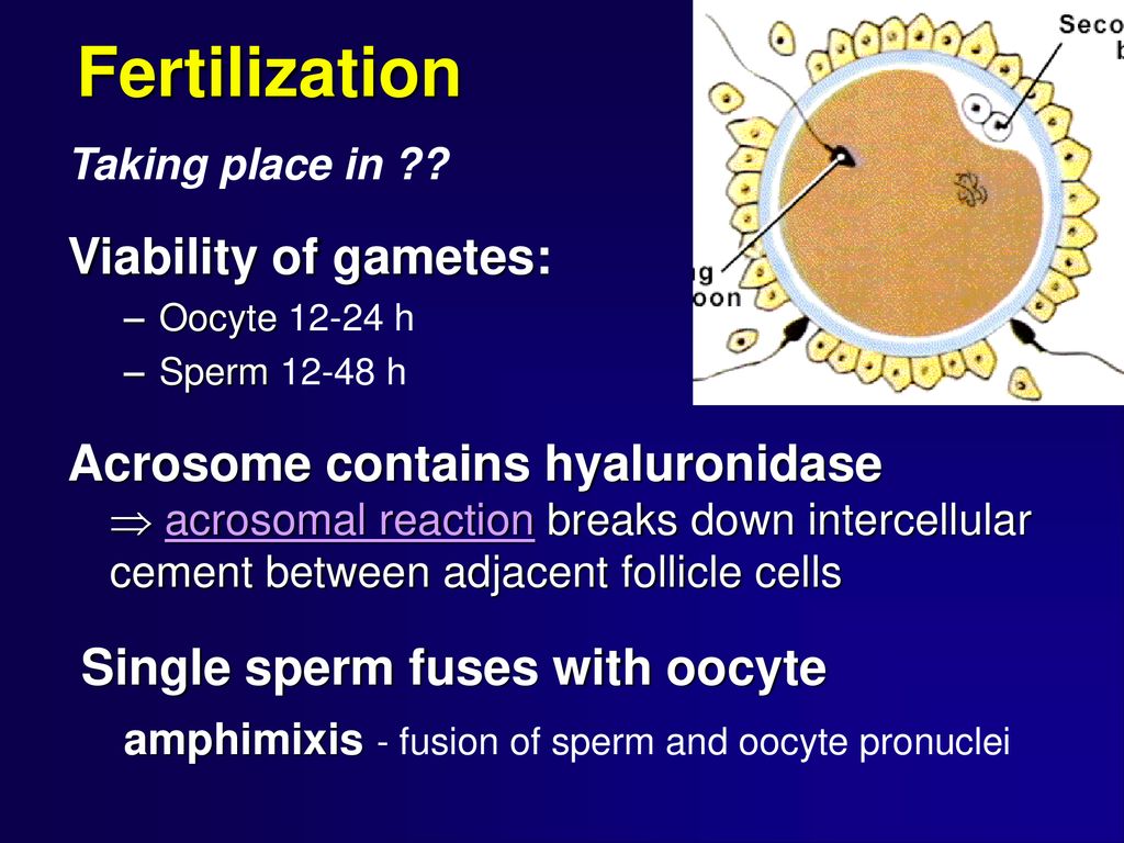Ch28 Human Development Explain The Stages Of Development Starting With ch28-human-development-explain-the-stages-of-development-starting-with