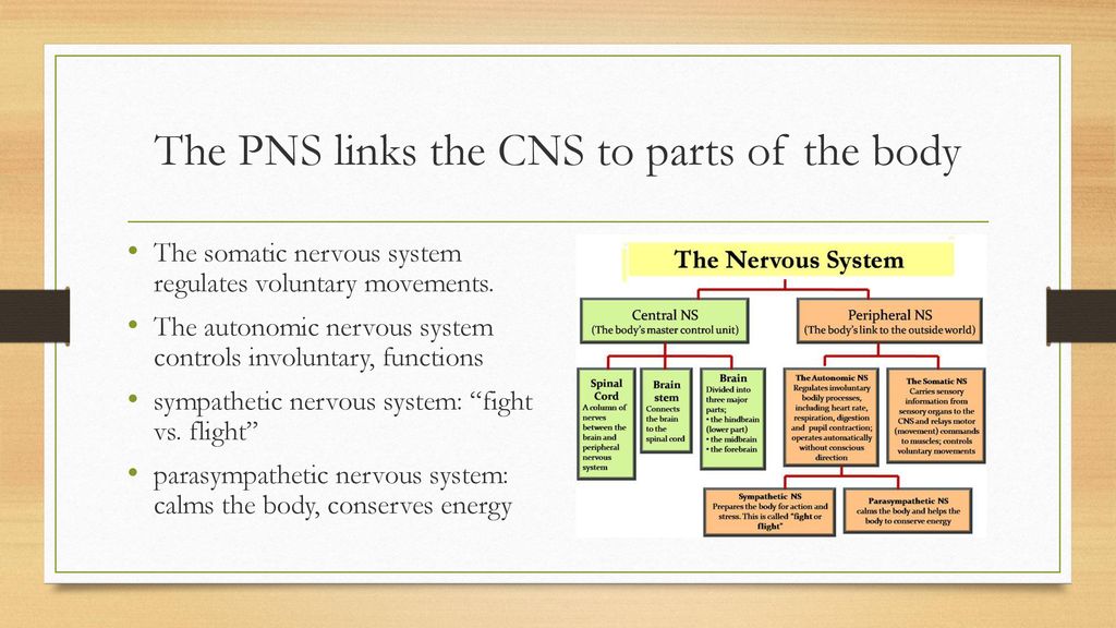 Nervous and Endocrine System Biology Diagrams