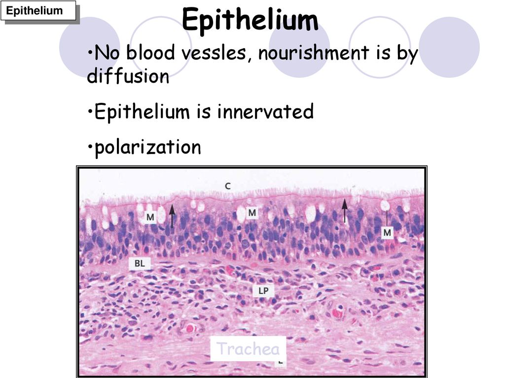 Epithelium No blood vessles, nourishment is by diffusion