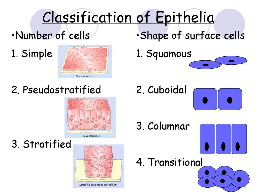 Classification of Epithelia