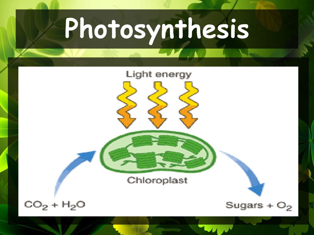 Photosynthesis: An Overview - ppt download