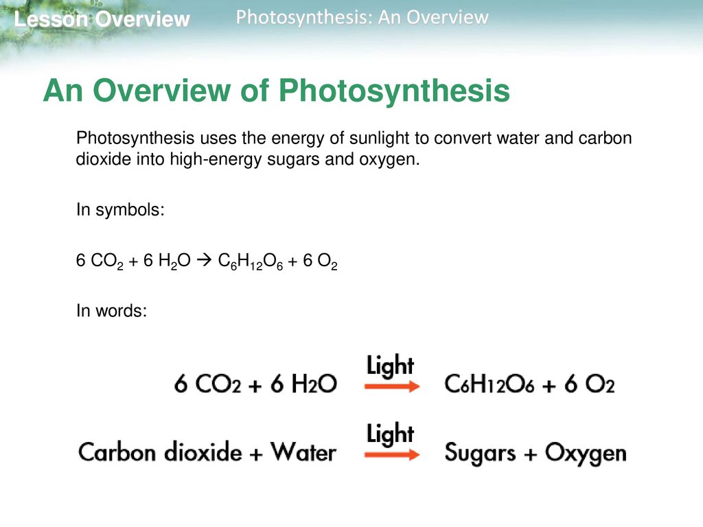 8.2 Photosynthesis: An Overview - ppt download