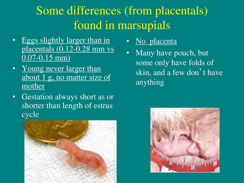 Metatheria (marsupials) - ppt download