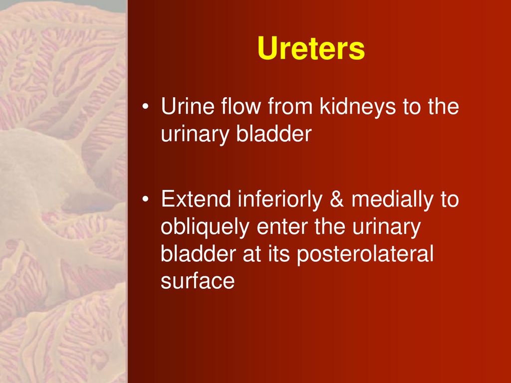 Anatomy of the Urinary System - ppt download