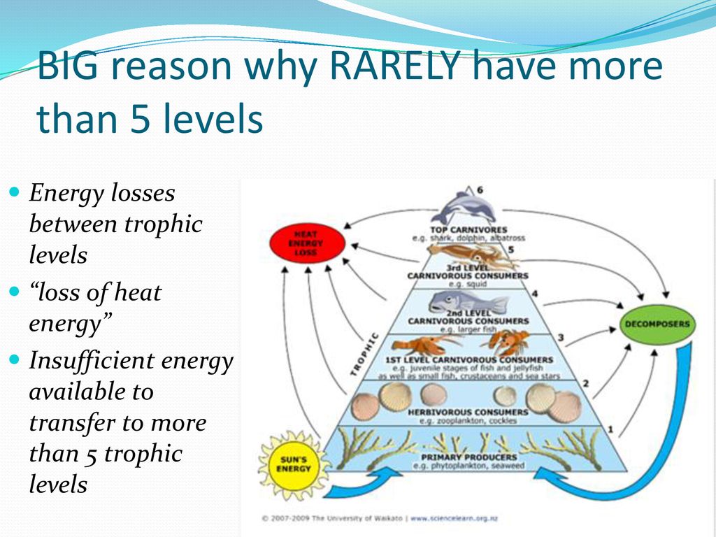Energetics of Marine Ecosystems Part II Biology Diagrams