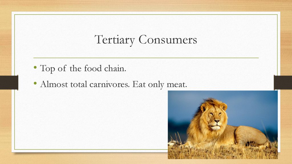 Food Chains/Webs. Biology Diagrams