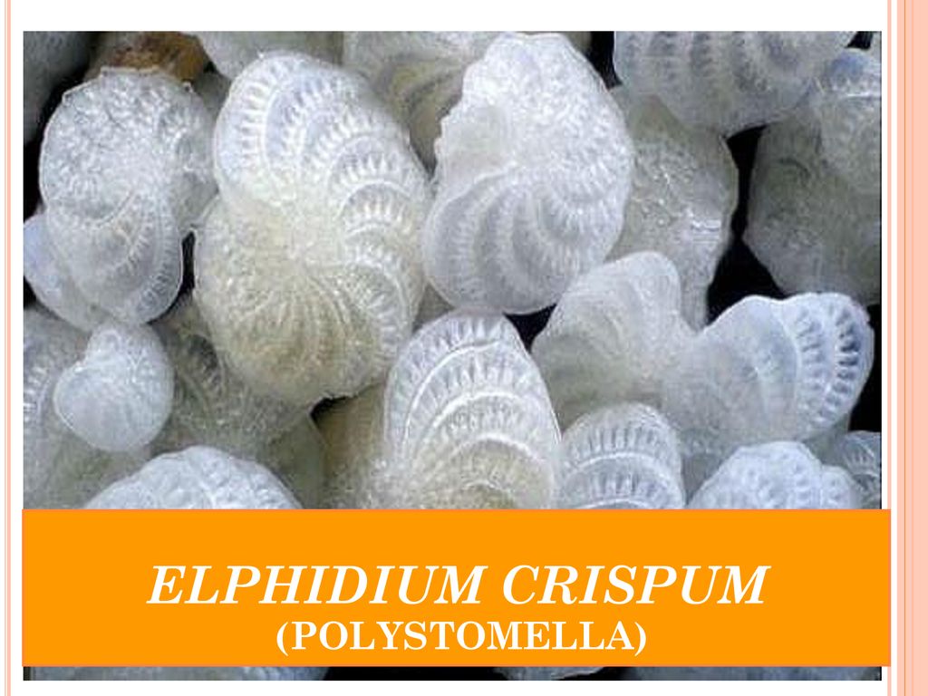 ELPHIDIUM CRISPUM (POLYSTOMELLA)