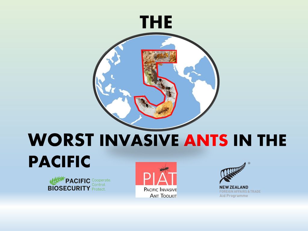 THE WORST INVASIVE ANTS IN THE PACIFIC