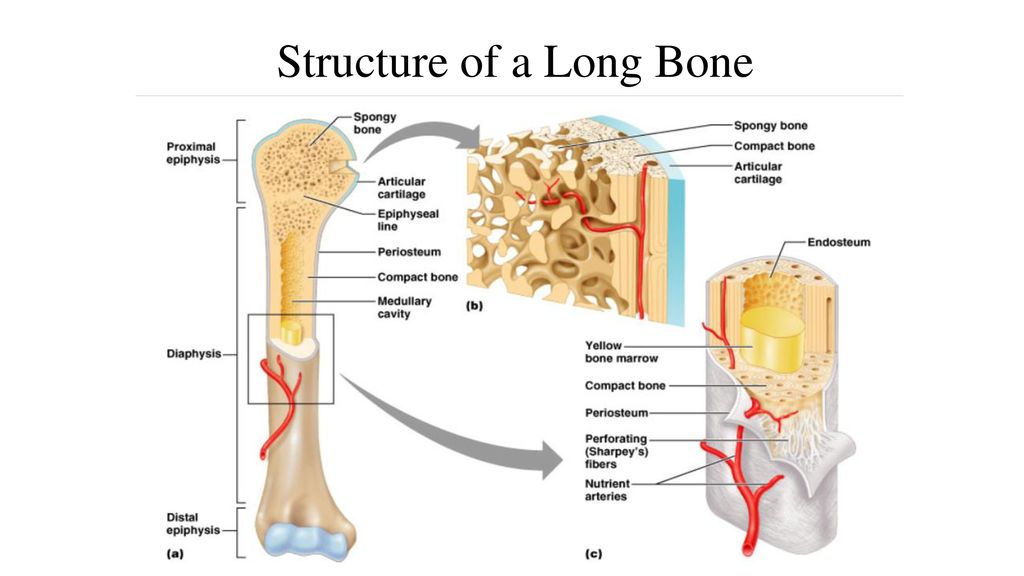 Science Starter What Are The Two Types Of Bone Marrow Ppt Download