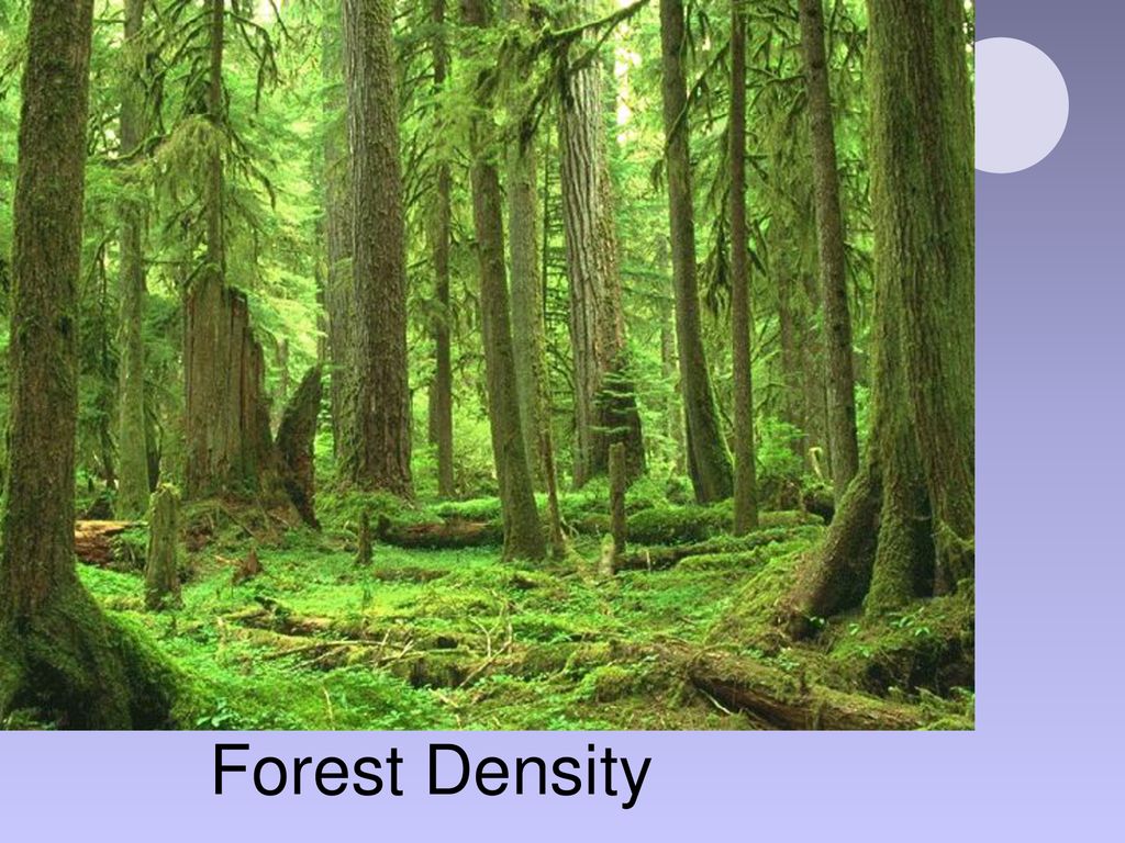 Forest Density. - Ppt Download