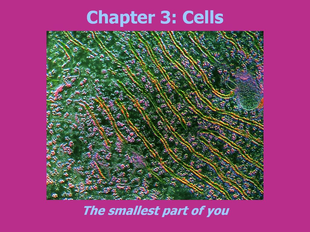 Chapter 3: Cells. - ppt download