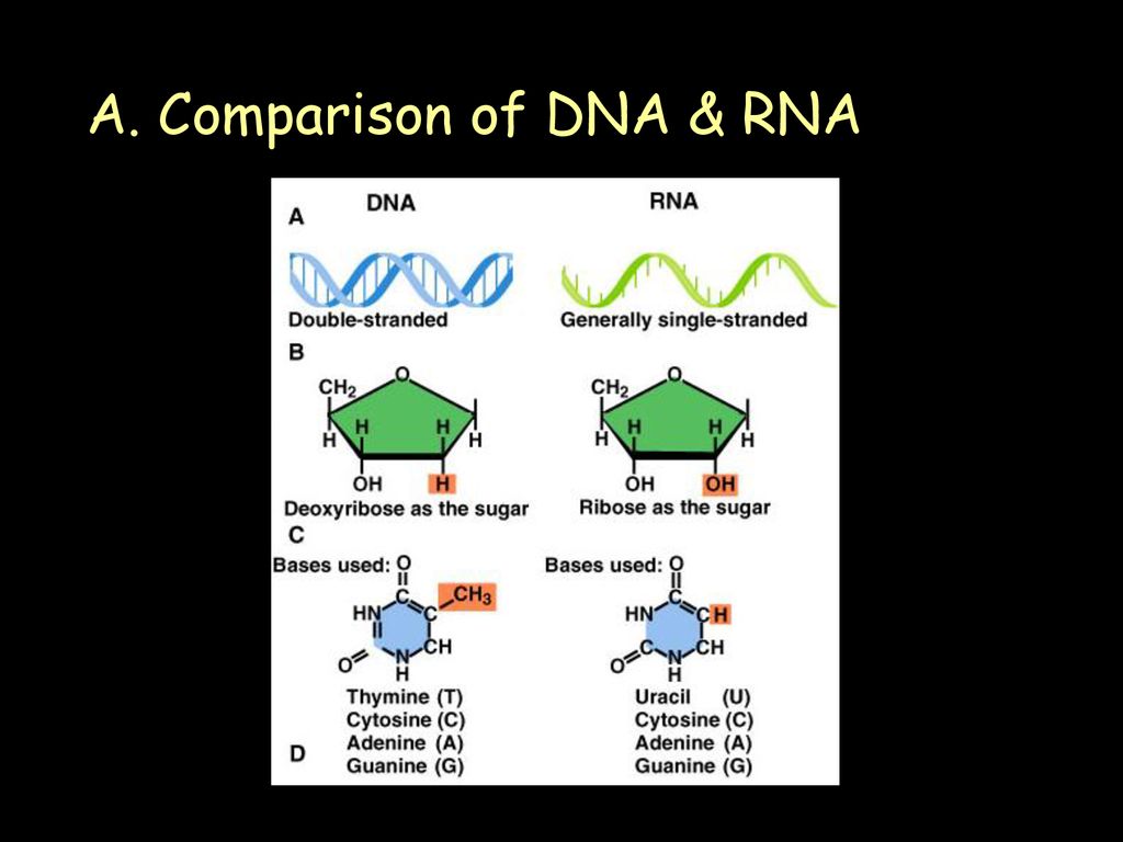 GENE FUNCTION Central dogma of biology - information stored in DNA is ...