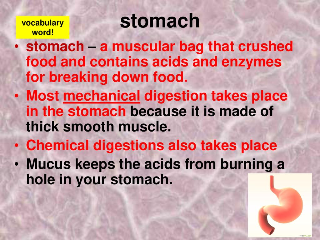 JH KEADLE Digestive System Ppt Download jh-keadle-digestive-system-ppt-download