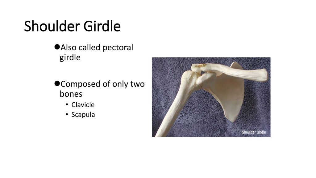 Shoulder Girdle Also called pectoral girdle Composed of only two bones