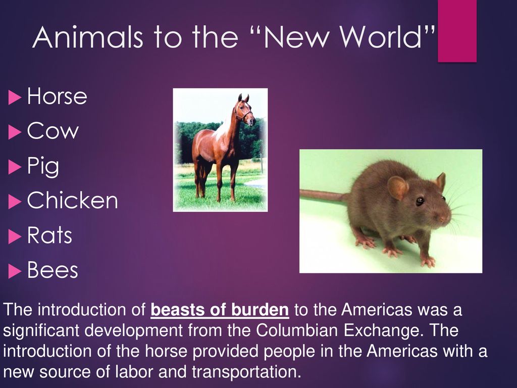 Animals to the New World