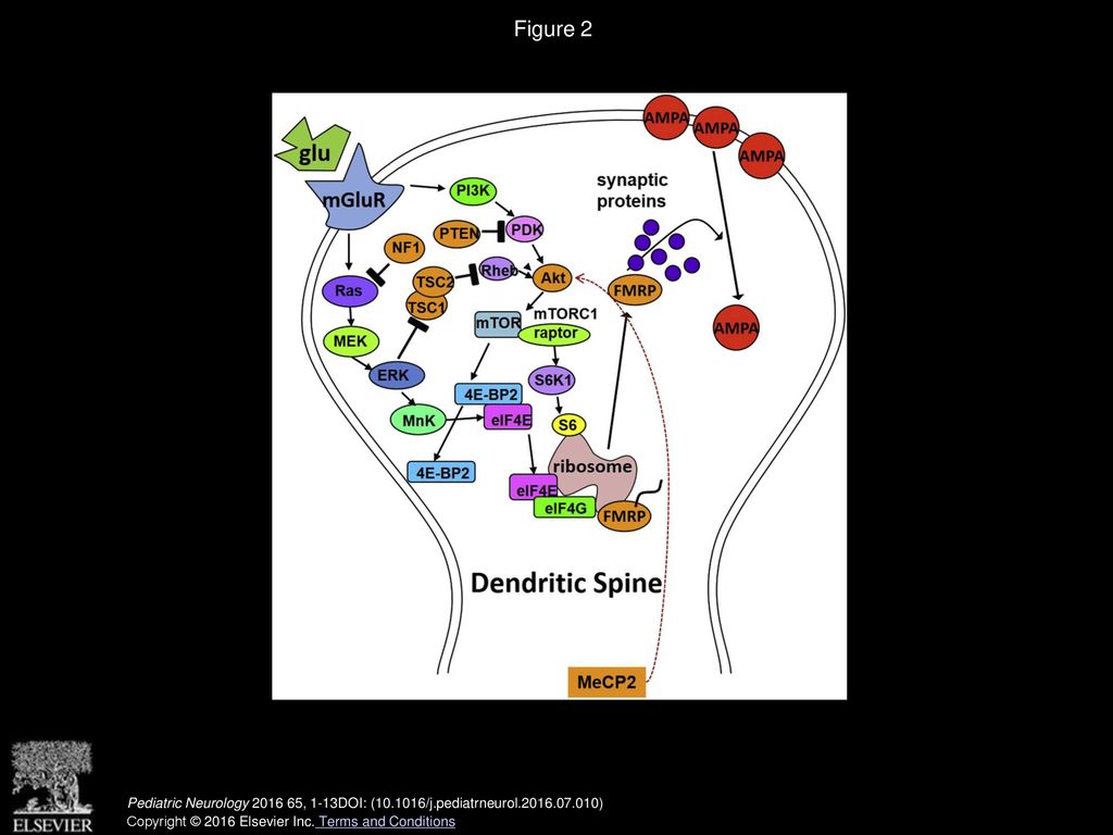 Hsf2 Dependent Dysregulated Stress Response And Neurodevelopmental Gene
