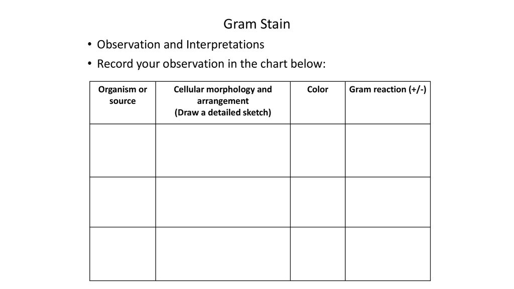 Gram Stain Interpretation Chart