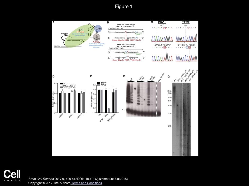 Figure 1 Generation of Isogenic hESCs Harboring DC-Associated Mutations.