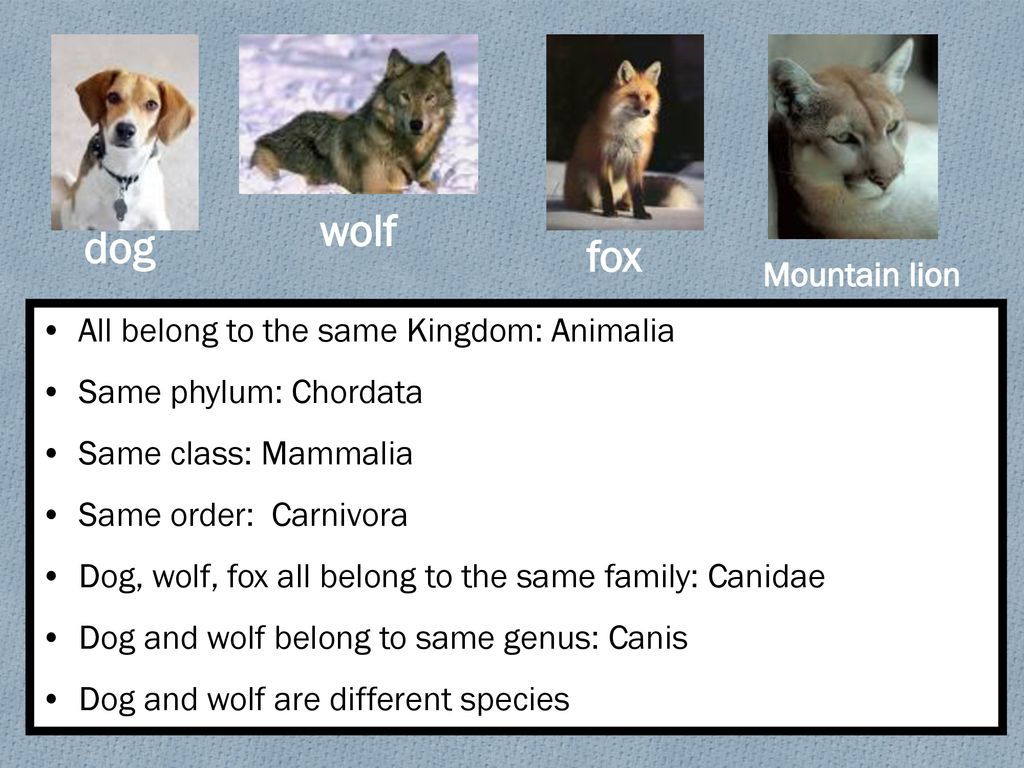 are cats and dogs in the same genus