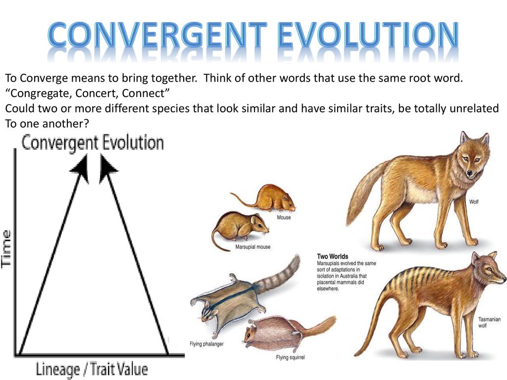 Notes over Evidence of Evolution ppt download