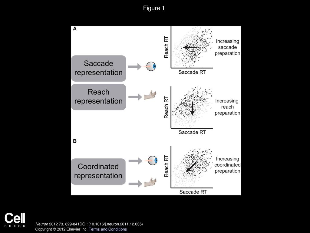 Figure 1 Schematic Illustrating Link between Preparation and Combined Movement RTs.