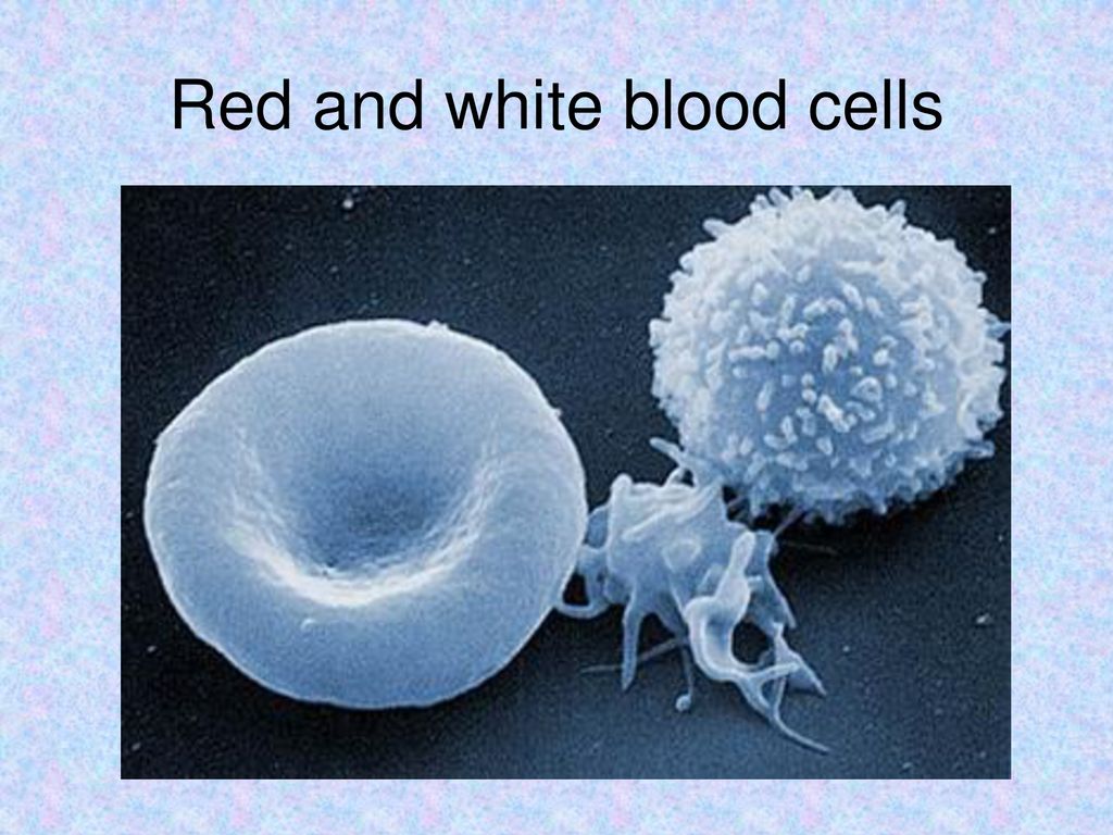 Types of Cells We have all sorts of different cells in our body Biology Diagrams