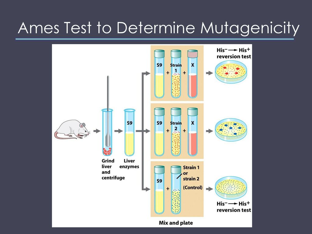 Ames Test to Determine Mutagenicity