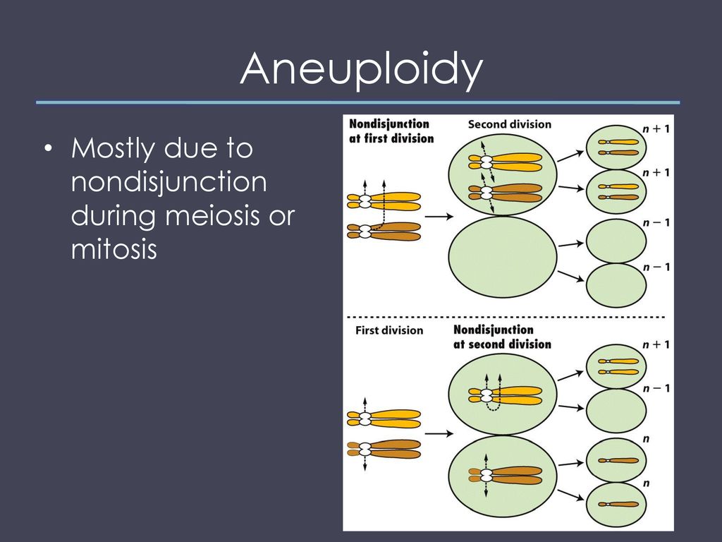 Aneuploidy Mostly due to nondisjunction during meiosis or mitosis