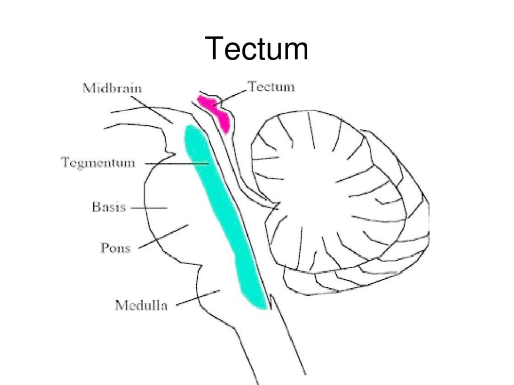 Midbrain Tectum The superior and Inferior Colliculi of the Tectum Visual  and Auditory reflex orienting response. - ppt download