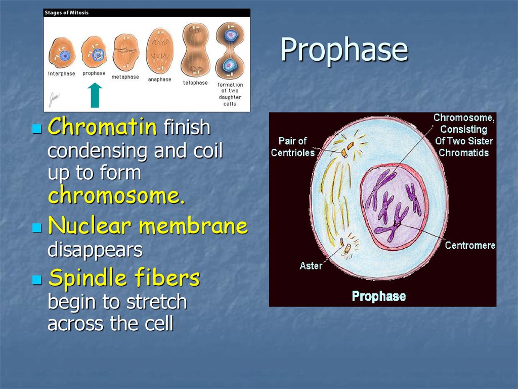 Cell Division and Mitosis Biology Diagrams