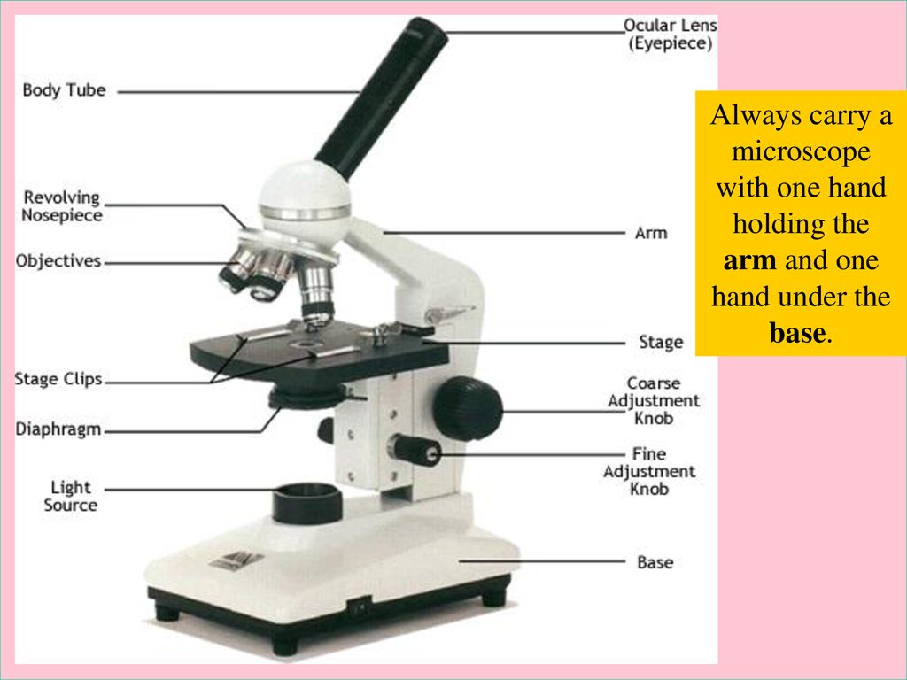 Always carry a microscope with one hand holding the arm and one hand under the base.