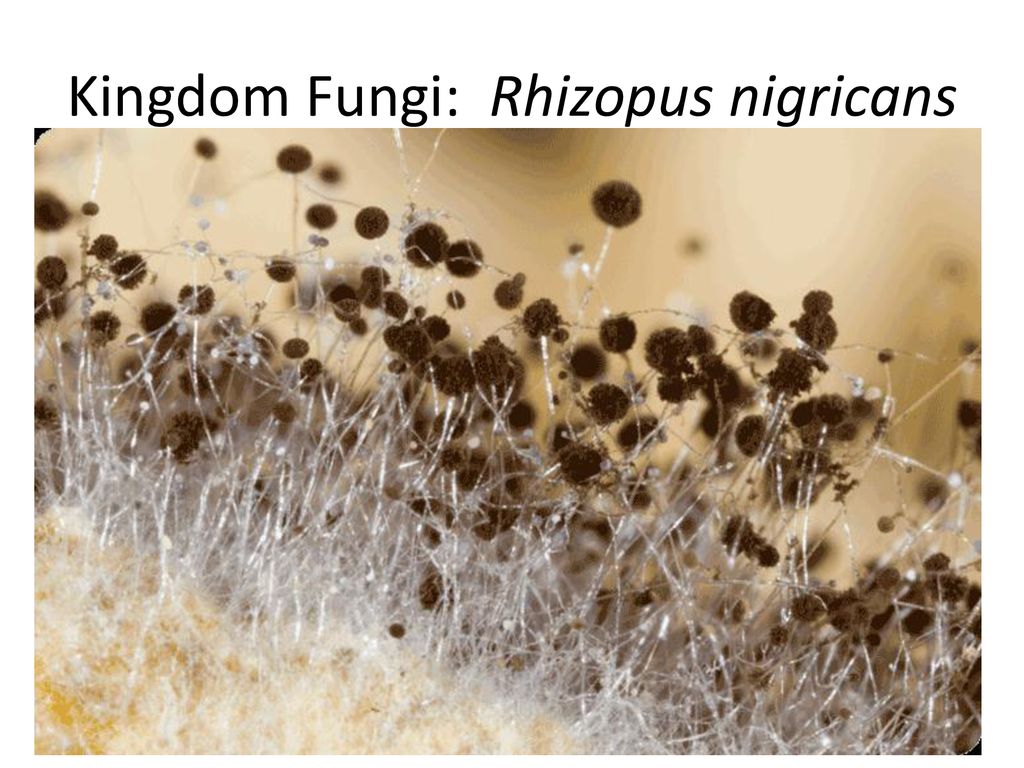 Мукор царство. Ризопус нигриканс. Плесневые грибы ризопус. Плесень ризопус. Плесень ризопус (Rhizopus oligosporus).