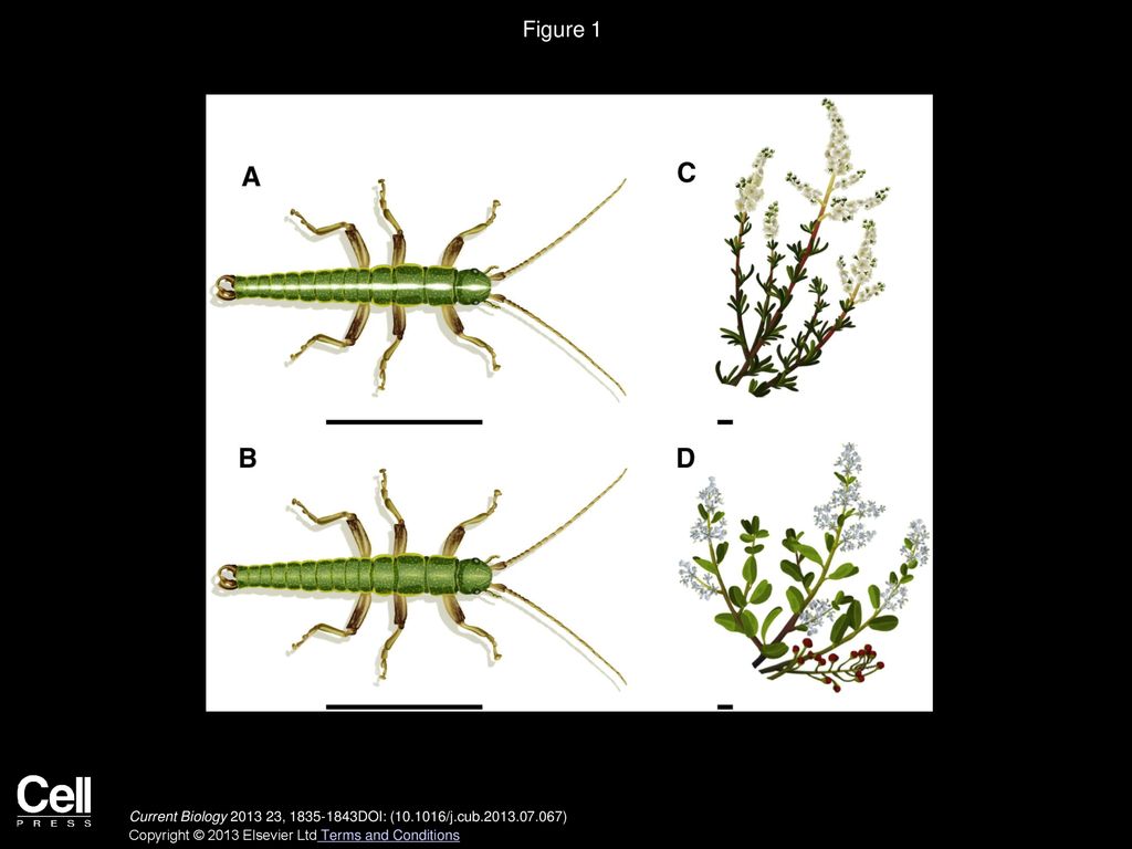 Figure 1 Timema cristinae Morphs and Host Plants