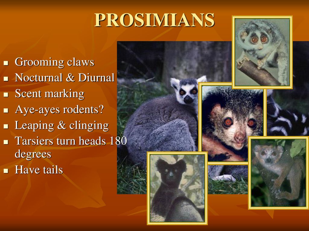 PROSIMIANS & ANTHROPOIDS - ppt download