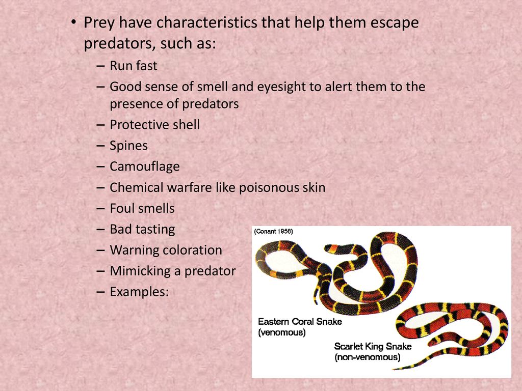 Prey have characteristics that help them escape predators, such as: