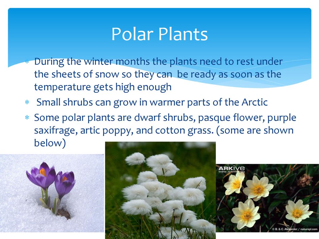 Polar Climate Zone. - ppt download